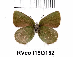 (Callophrys mystaphioides - RVcoll15Q152)  @11 [ ] Copyright (2016) Anatoly Krupitsky Unspecified