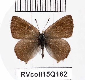  (Callophrys succuba - RVcoll15Q162)  @13 [ ] Copyright (2016) Anatoly Krupitsky Unspecified