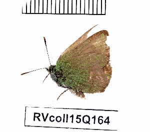 (Callophrys farsica - RVcoll15Q164)  @11 [ ] Copyright (2016) Anatoly Krupitsky Unspecified