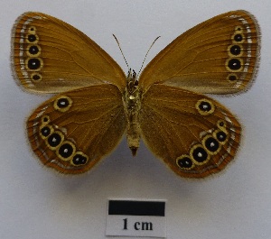  ( - RVcoll15O001)  @12 [ ] Copyright (2016) Roger Vila Institut de Biologia Evolutiva (CSIC-UPF), Butterfly Diversity and Evolution Lab