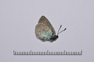  (Neolysandra - RVcoll14A938)  @13 [ ] Copyright (2016) Roger Vila Institut de Biologia Evolutiva (CSIC-UPF), Butterfly Diversity and Evolution Lab