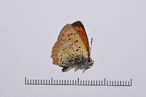 ( - RVcoll14A961)  @12 [ ] Copyright (2016) Roger Vila Institut de Biologia Evolutiva (CSIC-UPF), Butterfly Diversity and Evolution Lab
