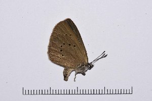  ( - RVcoll14A986)  @12 [ ] Copyright (2016) Roger Vila Institut de Biologia Evolutiva (CSIC-UPF), Butterfly Diversity and Evolution Lab