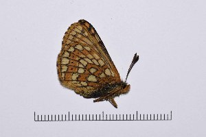  ( - RVcoll14A992)  @13 [ ] Copyright (2016) Roger Vila Institut de Biologia Evolutiva (CSIC-UPF), Butterfly Diversity and Evolution Lab