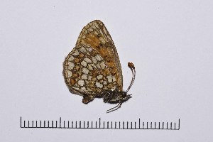  ( - RVcoll15Q069)  @12 [ ] Copyright (2016) Roger Vila Institut de Biologia Evolutiva (CSIC-UPF), Butterfly Diversity and Evolution Lab