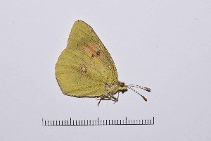  ( - RVcoll15Q100)  @13 [ ] Copyright (2016) Roger Vila Institut de Biologia Evolutiva (CSIC-UPF), Butterfly Diversity and Evolution Lab