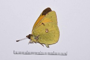  ( - RVcoll15Q102)  @12 [ ] Copyright (2016) Roger Vila Institut de Biologia Evolutiva (CSIC-UPF), Butterfly Diversity and Evolution Lab
