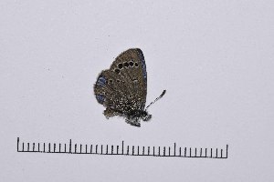  ( - RVcoll16H949)  @13 [ ] Copyright (2016) Roger Vila Institut de Biologia Evolutiva (CSIC-UPF), Butterfly Diversity and Evolution Lab