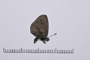  ( - RVcoll16H950)  @13 [ ] Copyright (2016) Roger Vila Institut de Biologia Evolutiva (CSIC-UPF), Butterfly Diversity and Evolution Lab
