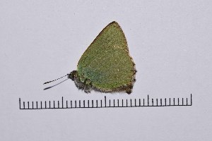  (Callophrys chalybeitincta - RVcoll15Q114)  @12 [ ] Copyright (2016) Roger Vila Institut de Biologia Evolutiva (CSIC-UPF), Butterfly Diversity and Evolution Lab