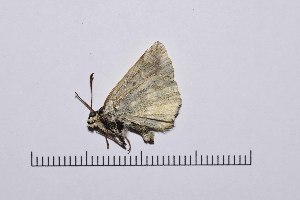  ( - RVcoll15Q165)  @11 [ ] Copyright (2016) Roger Vila Institut de Biologia Evolutiva (CSIC-UPF), Butterfly Diversity and Evolution Lab