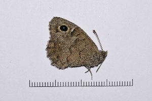  ( - RVcoll15Q171)  @12 [ ] Copyright (2016) Roger Vila Institut de Biologia Evolutiva (CSIC-UPF), Butterfly Diversity and Evolution Lab