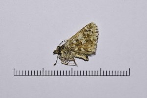  ( - RVcoll16H746)  @12 [ ] Copyright (2016) Roger Vila Institut de Biologia Evolutiva (CSIC-UPF), Butterfly Diversity and Evolution Lab