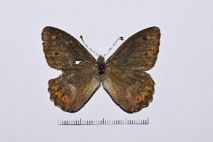  ( - RVcoll16H753)  @11 [ ] Copyright (2016) Roger Vila Institut de Biologia Evolutiva (CSIC-UPF), Butterfly Diversity and Evolution Lab