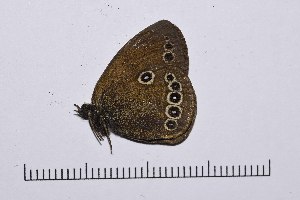  ( - RVcoll16H841)  @12 [ ] Copyright (2016) Roger Vila Institut de Biologia Evolutiva (CSIC-UPF), Butterfly Diversity and Evolution Lab