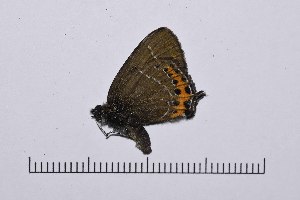  ( - RVcoll16H830)  @12 [ ] Copyright (2016) Roger Vila Institut de Biologia Evolutiva (CSIC-UPF), Butterfly Diversity and Evolution Lab