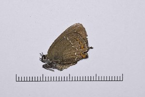  ( - RVcoll16J601)  @12 [ ] Copyright (2016) Roger Vila Institut de Biologia Evolutiva (CSIC-UPF), Butterfly Diversity and Evolution Lab