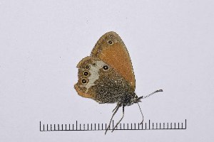  ( - RVcoll16J604)  @12 [ ] Copyright (2016) Roger Vila Institut de Biologia Evolutiva (CSIC-UPF), Butterfly Diversity and Evolution Lab