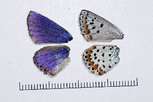  ( - RVcoll14V603)  @12 [ ] Copyright (2016) Roger Vila Institut de Biologia Evolutiva (CSIC-UPF), Butterfly Diversity and Evolution Lab