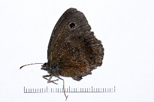  ( - RVcoll16I939)  @12 [ ] Copyright (2016) Roger Vila Institut de Biologia Evolutiva (CSIC-UPF), Butterfly Diversity and Evolution Lab