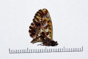  ( - RVcoll16J102)  @13 [ ] Copyright (2016) Roger Vila Institut de Biologia Evolutiva (CSIC-UPF), Butterfly Diversity and Evolution Lab