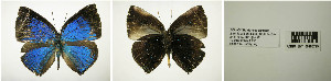  ( - USNM ENT 00180795)  @12 [ ] Unspecified (default): All Rights Reserved  Unspecified Unspecified
