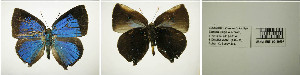  ( - USNM ENT 00180797)  @12 [ ] Unspecified (default): All Rights Reserved  Unspecified Unspecified