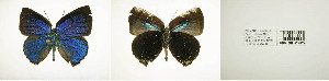  (Paraspiculatus sine - USNM ENT 00180854)  @12 [ ] Unspecified (default): All Rights Reserved  Unspecified Unspecified