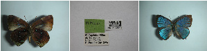  ( - USNM ENT 00181671)  @11 [ ] Unspecified (default): All Rights Reserved  Unspecified Unspecified