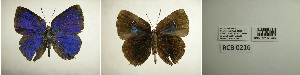  ( - USNM ENT 00181700)  @11 [ ] Unspecified (default): All Rights Reserved  Unspecified Unspecified