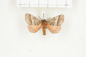  ( - BC-TB8009)  @13 [ ] Copyright (2010) Thierry Bouyer Research Collection of Phillipe Leonard
