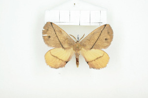  ( - BC-TB8076)  @13 [ ] Copyright (2010) Thierry Bouyer Research Collection of Phillipe Leonard