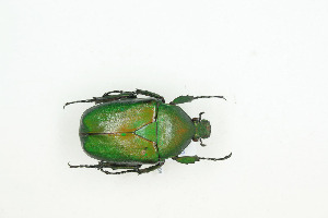  ( - BC-TB9106)  @11 [ ] Copyright (2012) Thierry Bouyer Research Collection of Thierry Bouyer