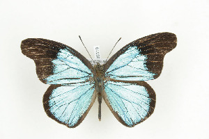  ( - BC-TB9319)  @12 [ ] Copyright (2012) Thierry Bouyer Research Collection of Thierry Bouyer