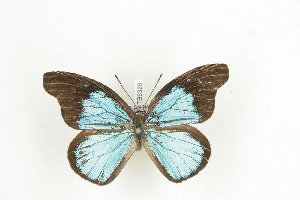  ( - BC-TB9320)  @12 [ ] Copyright (2012) Thierry Bouyer Research Collection of Thierry Bouyer