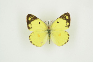  (Colias marnoana - BC-TB9375)  @13 [ ] Copyright (2012) Thierry Bouyer Research Collection of Thierry Bouyer
