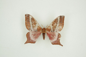  ( - BC-TB9471)  @12 [ ] Copyright (2012) Thierry Bouyer Research Collection of Thierry Bouyer