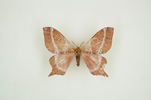  ( - BC-TB9473)  @12 [ ] Copyright (2012) Thierry Bouyer Research Collection of Thierry Bouyer