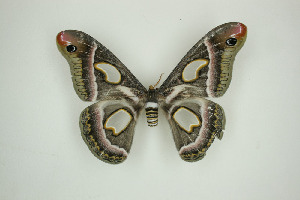  ( - BC-TB9488)  @13 [ ] Copyright (2012) Thierry Bouyer Research Collection of Thierry Bouyer