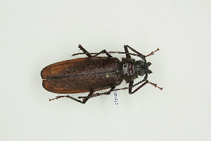  (Macrotoma castaneipennis - BC-TB9923)  @13 [ ] Copyright (2012) Thierry Bouyer Research Collection of Thierry Bouyer