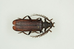  ( - BC-TB9936)  @13 [ ] Copyright (2012) Thierry Bouyer Research Collection of Thierry Bouyer
