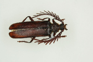  ( - BC-TB9938)  @14 [ ] Copyright (2012) Thierry Bouyer Research Collection of Thierry Bouyer