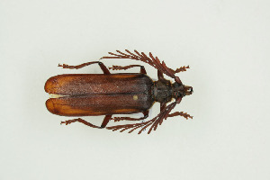  ( - BC-TB9939)  @14 [ ] Copyright (2012) Thierry Bouyer Research Collection of Thierry Bouyer