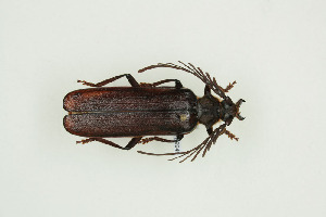  ( - BC-TB9940)  @14 [ ] Copyright (2012) Thierry Bouyer Research Collection of Thierry Bouyer