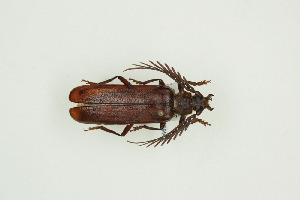  ( - BC-TB9941)  @14 [ ] Copyright (2012) Thierry Bouyer Research Collection of Thierry Bouyer