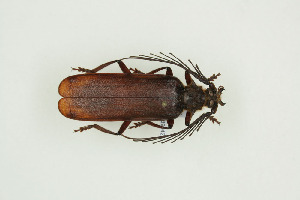  ( - BC-TB9942)  @11 [ ] Copyright (2012) Thierry Bouyer Research Collection of Thierry Bouyer