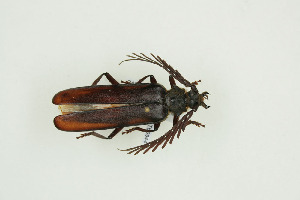  ( - BC-TB9944)  @14 [ ] Copyright (2012) Thierry Bouyer Research Collection of Thierry Bouyer