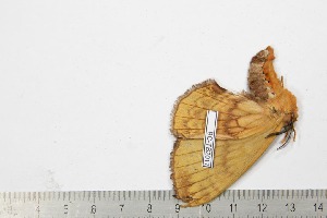  (Murphyana - BC-TB2017)  @13 [ ] Copyright (2010) Thierry Bouyer Research Collection of Thierry Bouyer