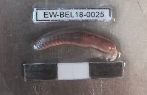  (Lumbricus friendi - EW-BEL18-0025)  @11 [ ] CreativeCommons - Attribution Non-Commercial Share-Alike (2019) Quentin Gabriac Universite Montpellier, CEFE Lab