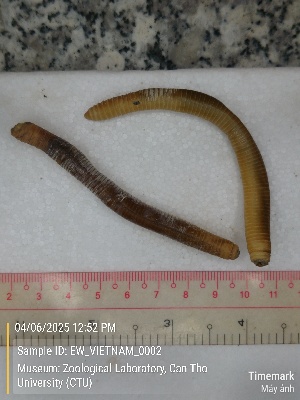  (Amynthas polychaetiferus - EW_VIETNAM_0002)  @11 [ ] by-nc-sa (2025) Thibaud Decaëns University of Montpellier